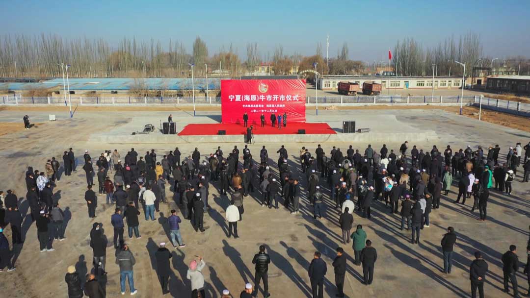  宁夏（海原）活牛交易市场开市