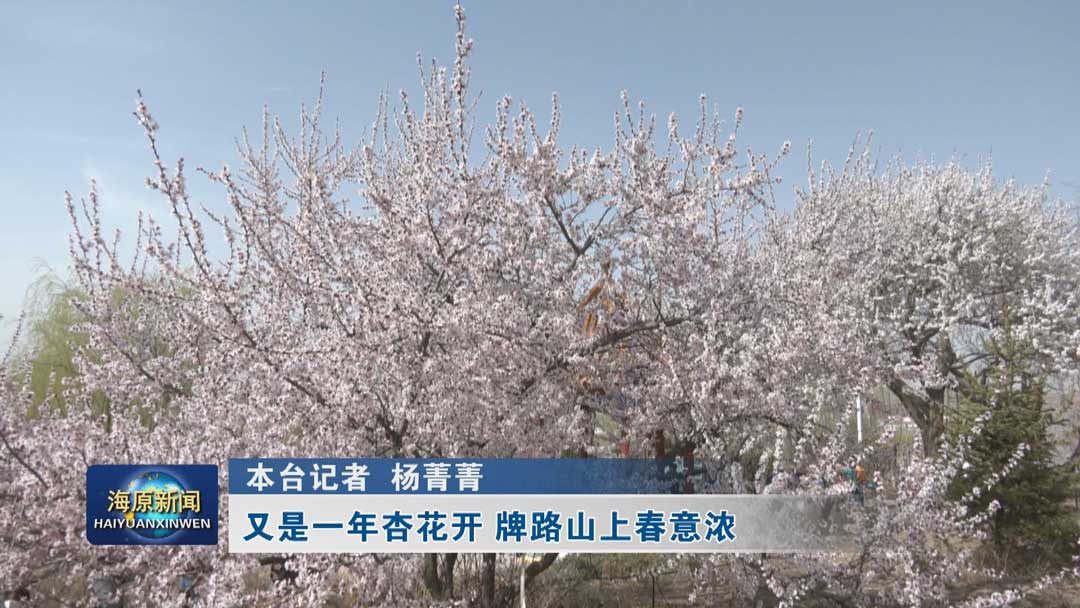 又是一年杏花开 牌路山上春意浓
