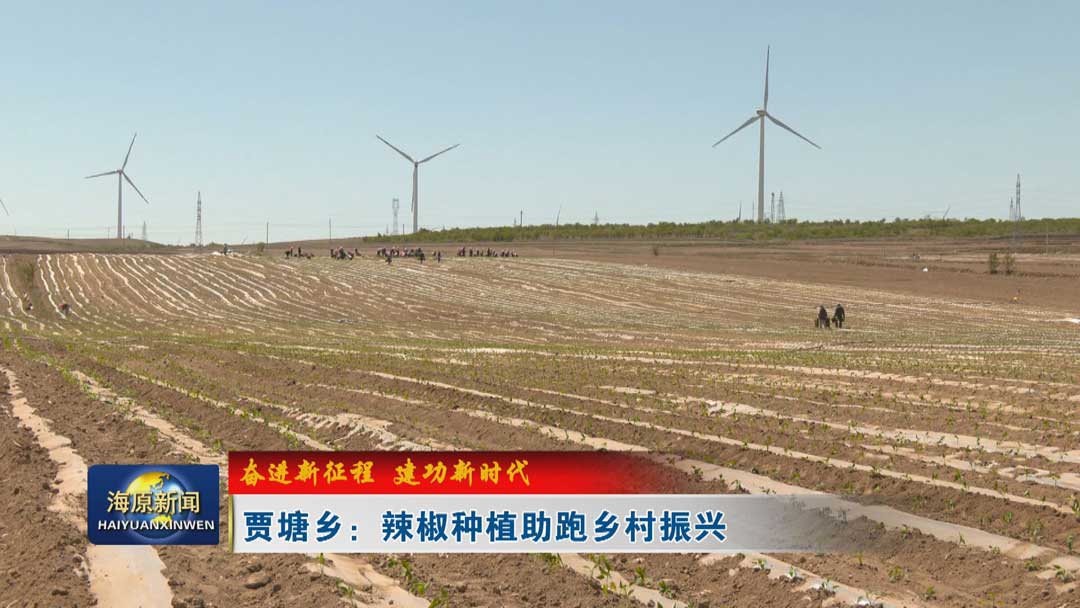 【奋进新征程 建功新时代】贾塘乡：辣椒种植助跑乡村振兴