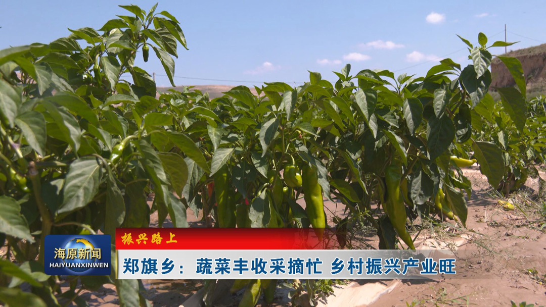 【振兴路上】郑旗乡：蔬菜丰收采摘忙 乡村振兴产业旺