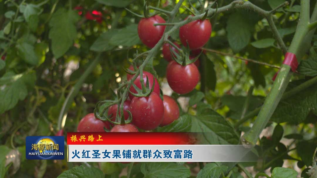 【振兴路上】火红圣女果铺就群众致富路