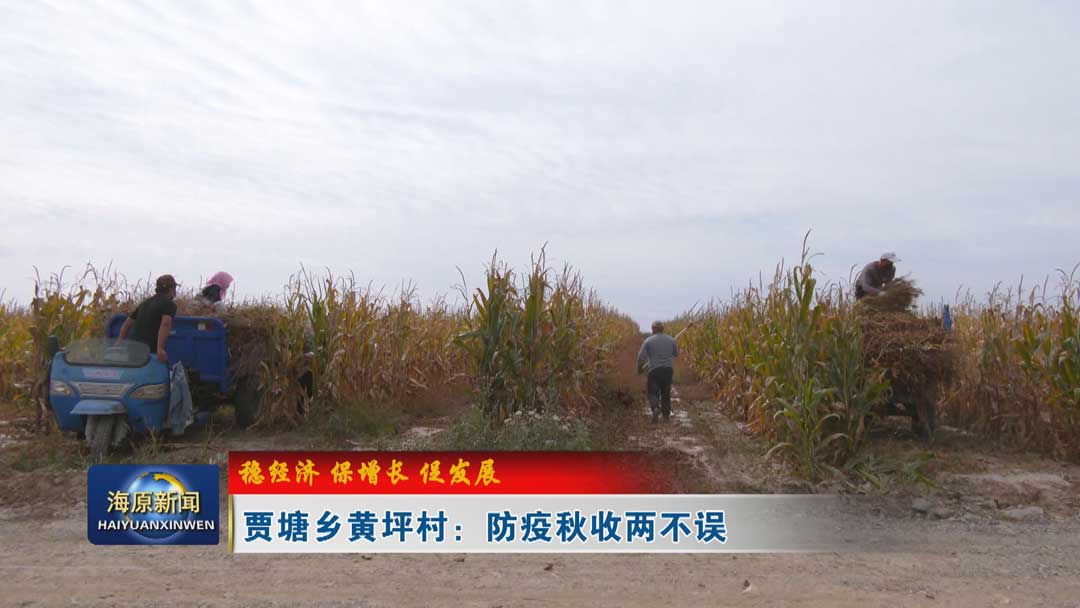 【稳经济 保增长 促发展】贾塘乡黄坪村：防疫秋收两不误