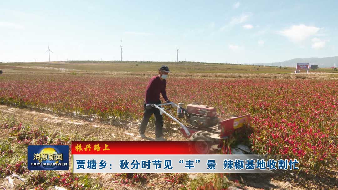 【振兴路上】贾塘乡：秋分时节见“丰”景 辣椒基地收割忙