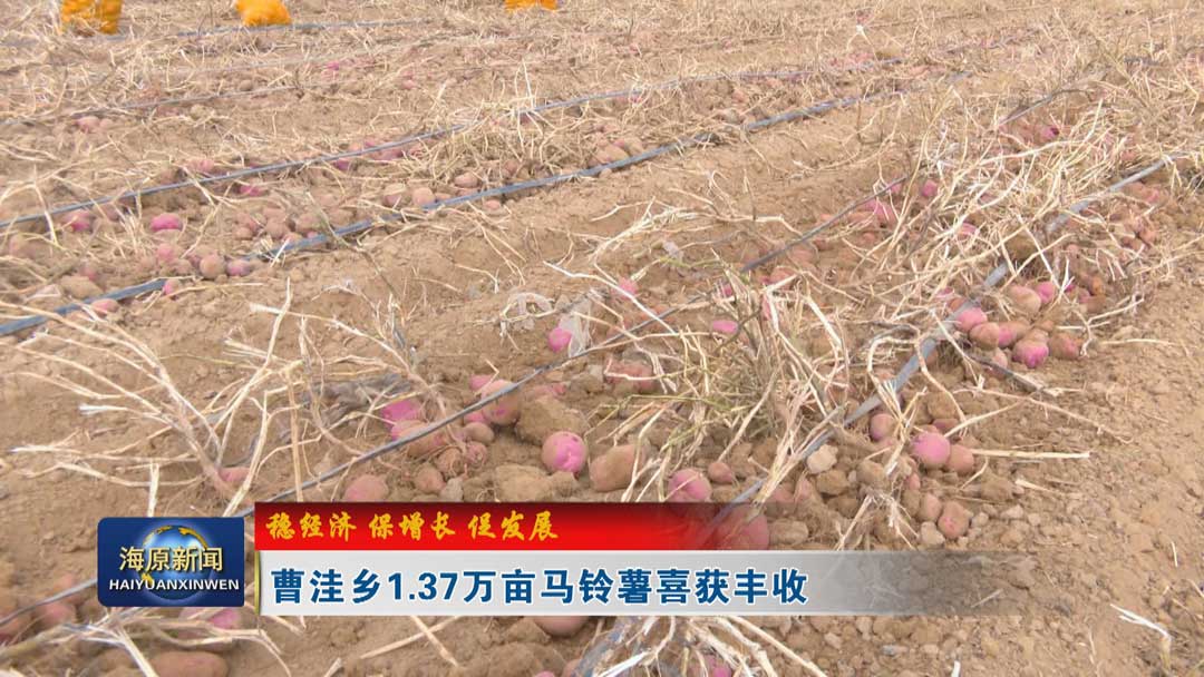 【稳经济 保增长 促发展】曹洼乡1.37万亩马铃薯喜获丰收