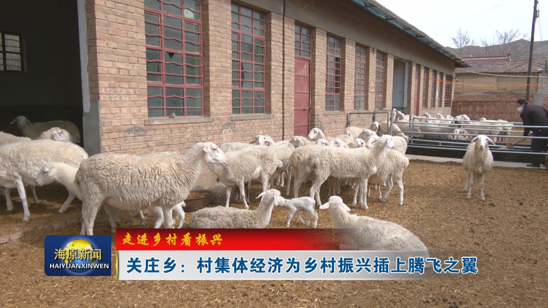 【走进乡村看振兴】关庄乡：村集体经济为乡村振兴插上腾飞之翼