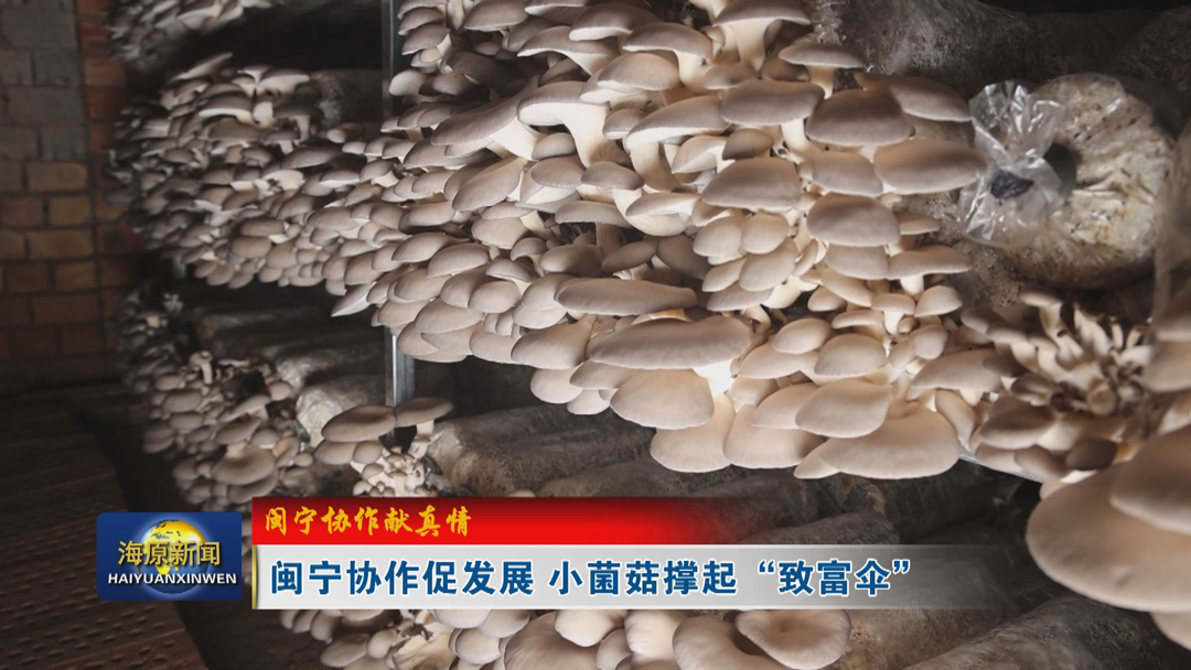 【 闽宁协作献真情】闽宁协作促发展 小菌菇撑起 “致富伞”