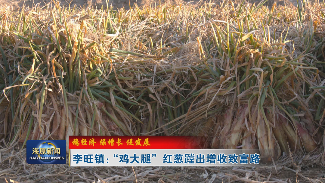 【稳经济 保增长 促发展】李旺镇：“鸡大腿”红葱蹚出增收致富路